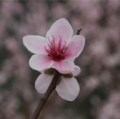 简论各种桃花!