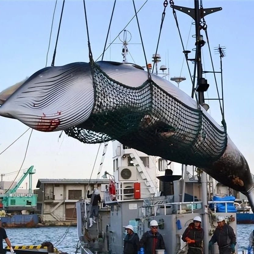 日本为何执意捕杀鲸鱼？并非为了吃肉